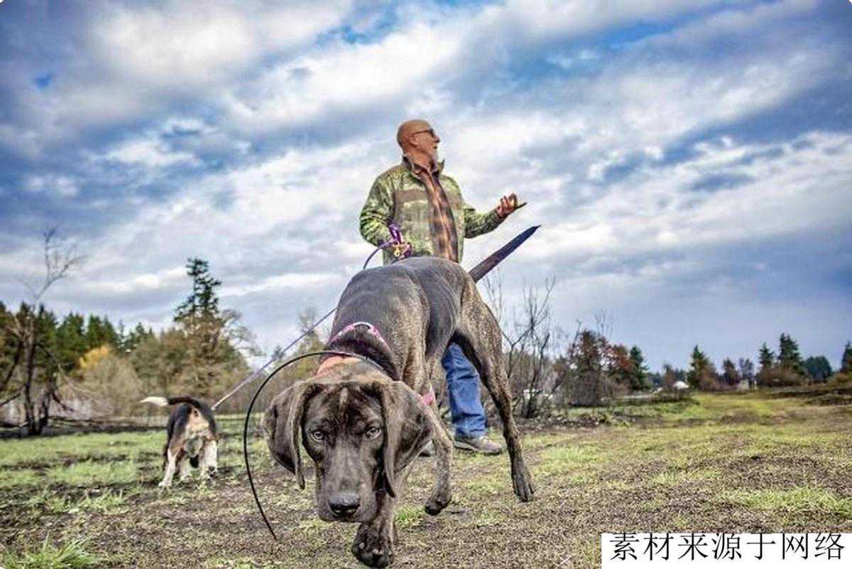 中国名犬，入围全球4大猎犬榜单，其中它把狼当成玩物，虐狼成瘾
