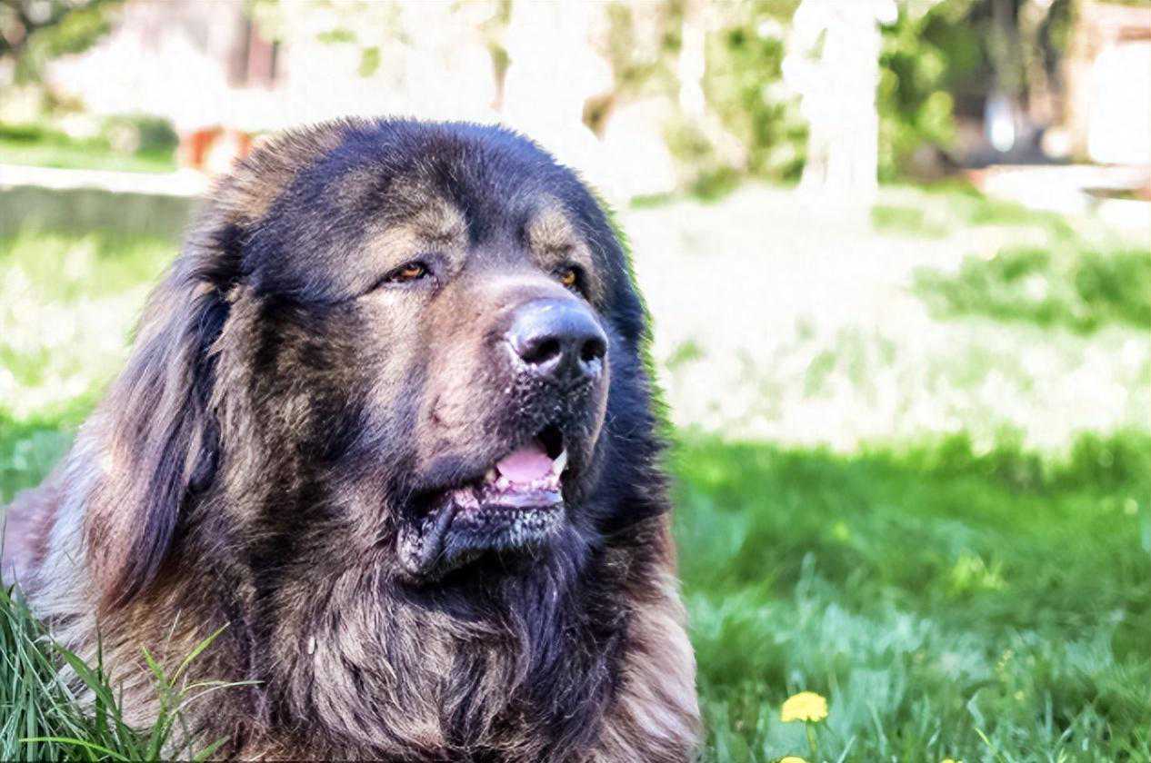 5种被多个国家禁养的猛犬！你以为它们的战斗力都是吹的嘛？