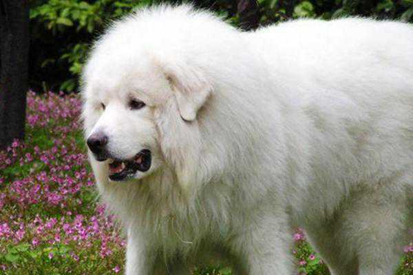 大白熊犬被禁养可能是因为体型大会吓到人，其实它骨子里很温顺！