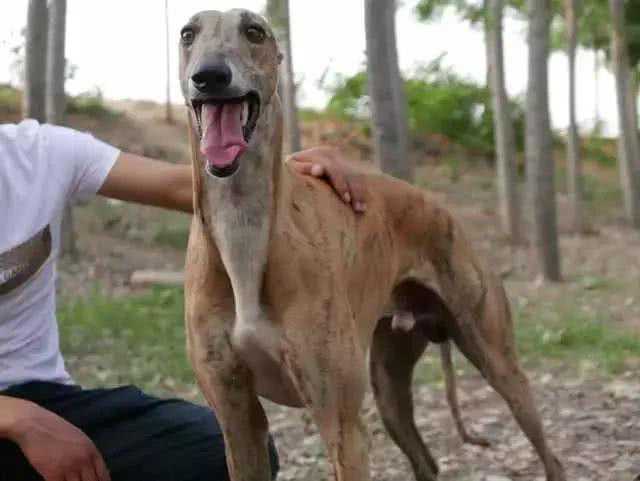 格力赛犬面临最后选择，无人领养将被处理，赛犬的最终命运