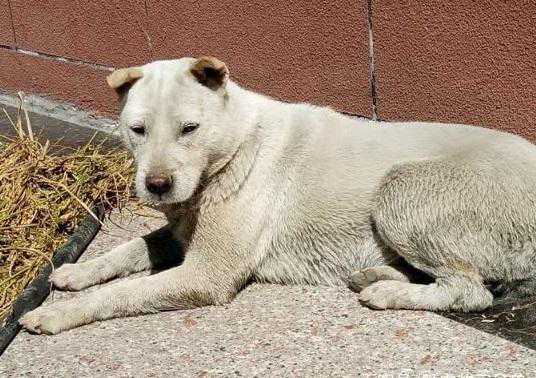 国犬中的丛林四大“捕快”，笔尾灰犬面临绝种，急待拯救