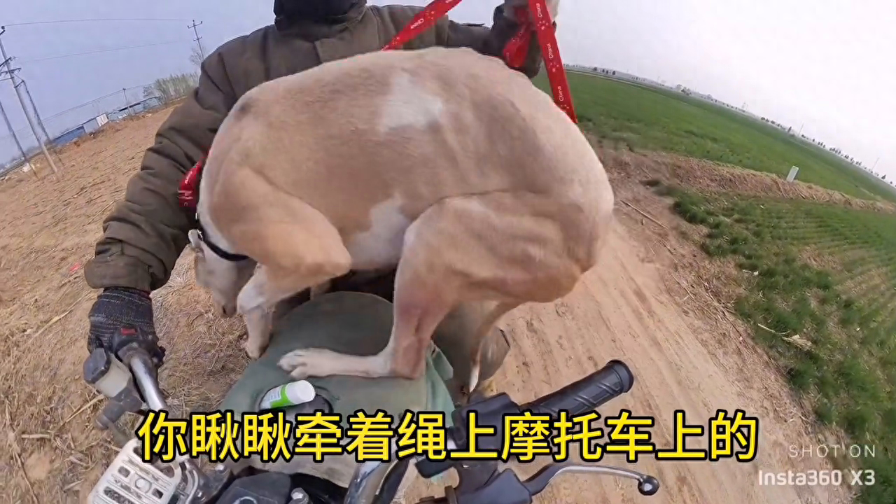 犟种啊#灵缇犬格力犬惠比特