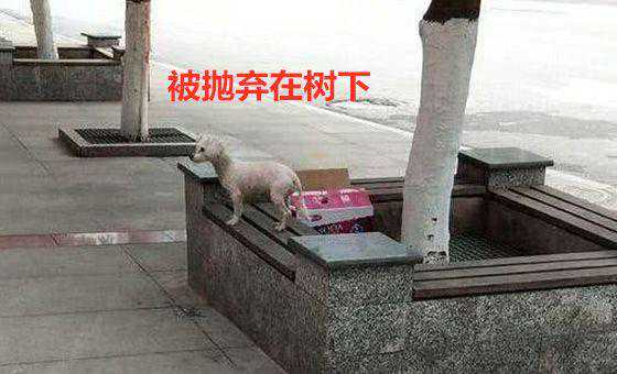 泰迪因为皮肤病竟被主人抛弃，懂事眼神令人心碎：狗善遭人欺