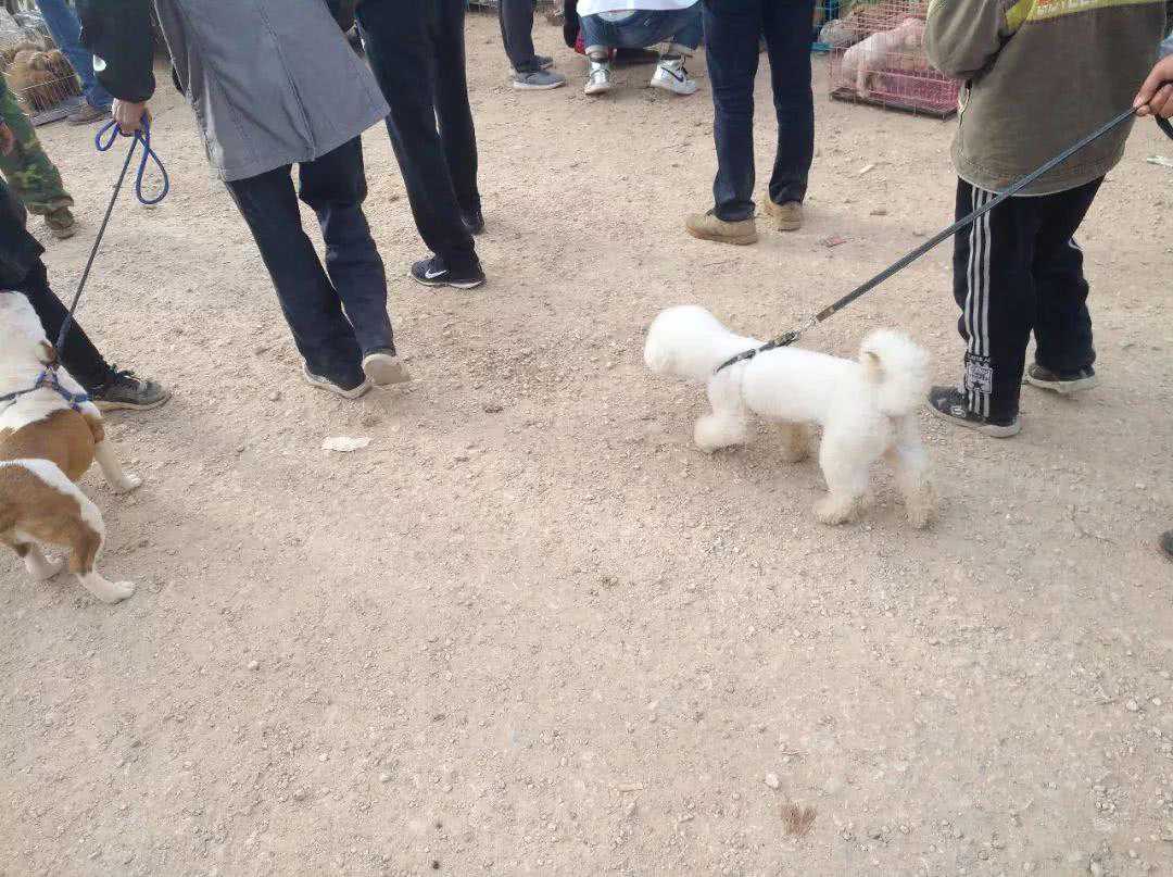 狗市：一家人因要出国带着比熊犬来出售，喊价2000元！