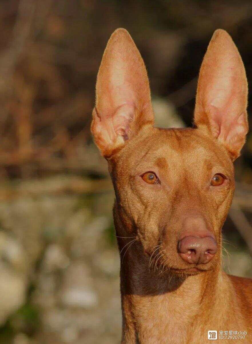 百科 | 西西里猎犬，来自意大利的小号“法老王”？