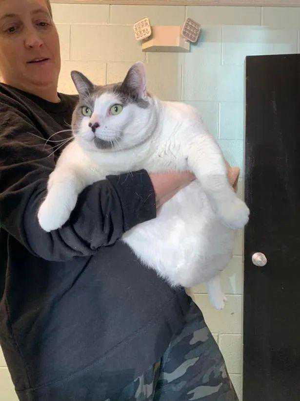 有史以来最大的猫，体重近20公斤，有特殊的饮食和锻炼计划