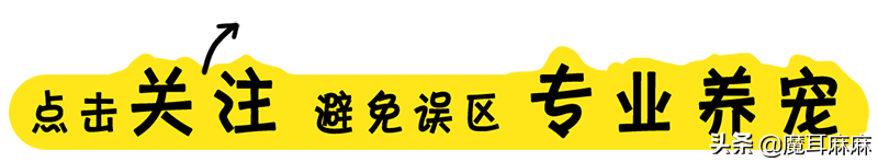 铲屎必读！猫咪挑食是主人的错，这才是正确的喂食方法，建议收藏