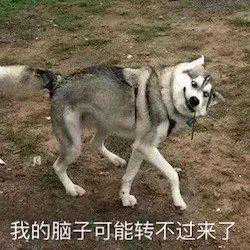 小伙贴出寻狗启事：有人捡到想养就养，我遭不住了……结果哈哈哈哈