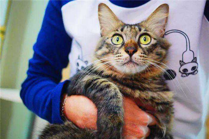 狸花猫被否认是品种猫，地位不敌宠物猫，只因国人的忽视