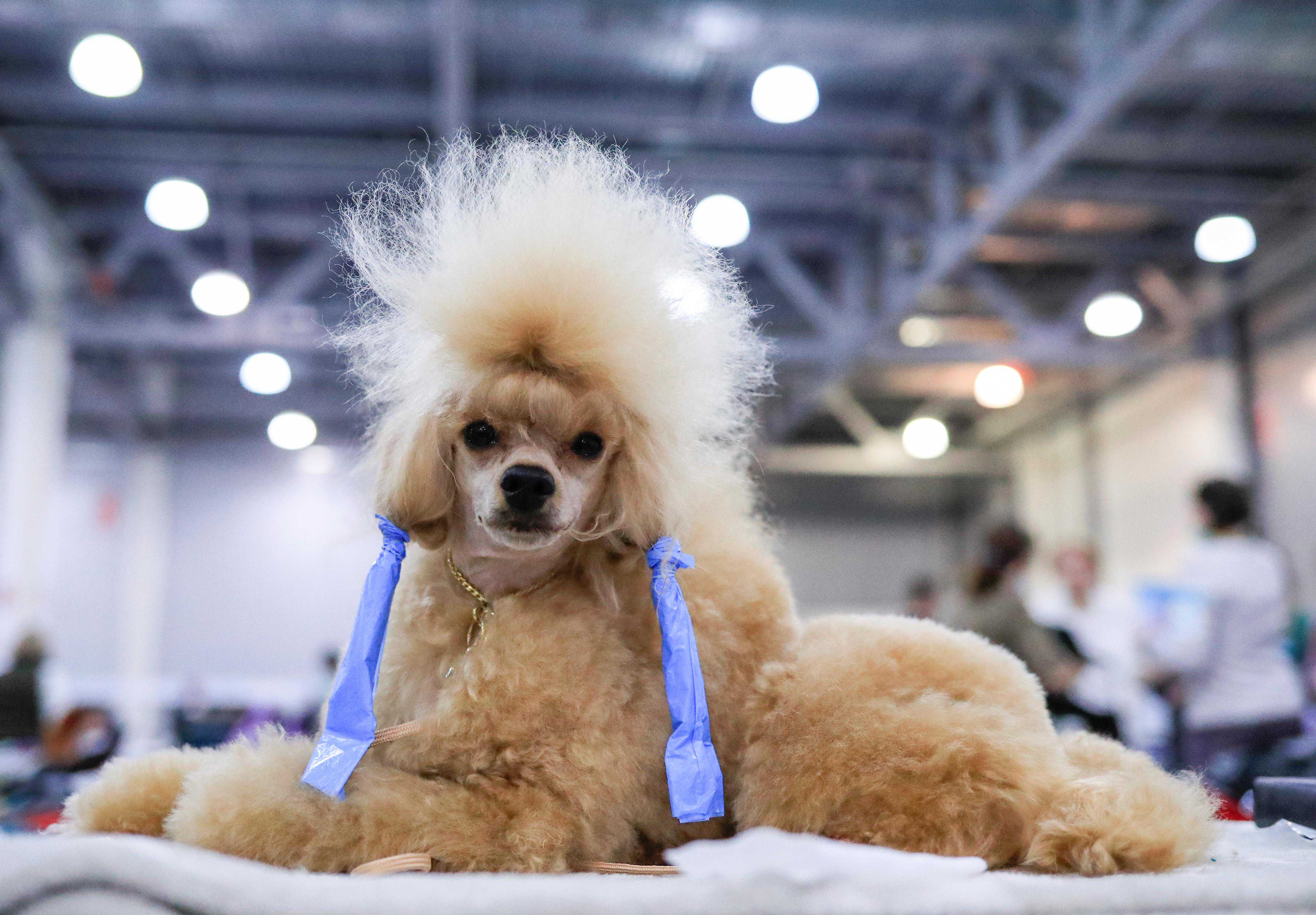 犬展