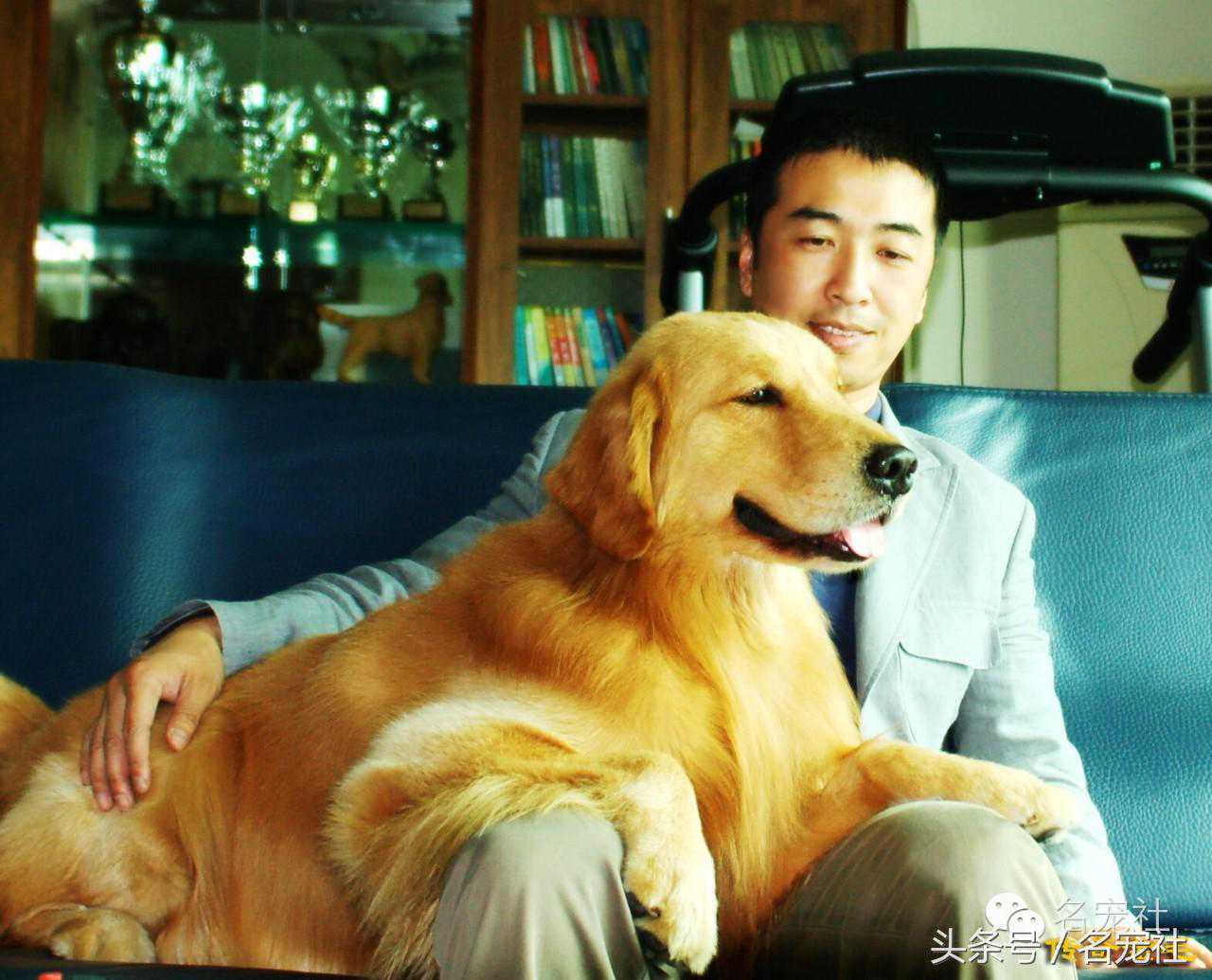 金毛寻回犬《中国知名犬舍名单》