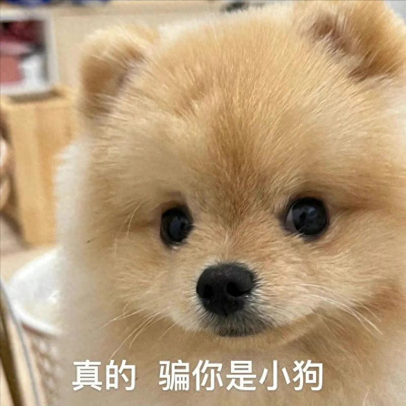 这6种“小型犬”，买时看不上，却越养越香