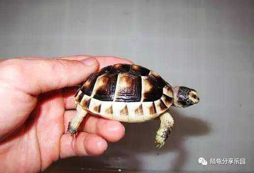 马上又一年过去了，我们来看看陆龟的价格吧