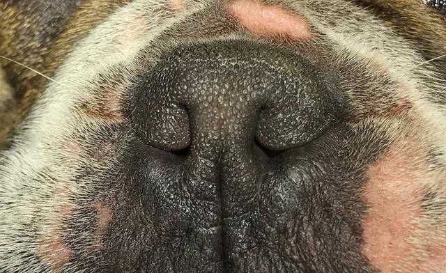 狗狗鼻子短很可爱，但可能打鼾声超吵，要注意短吻犬症候群