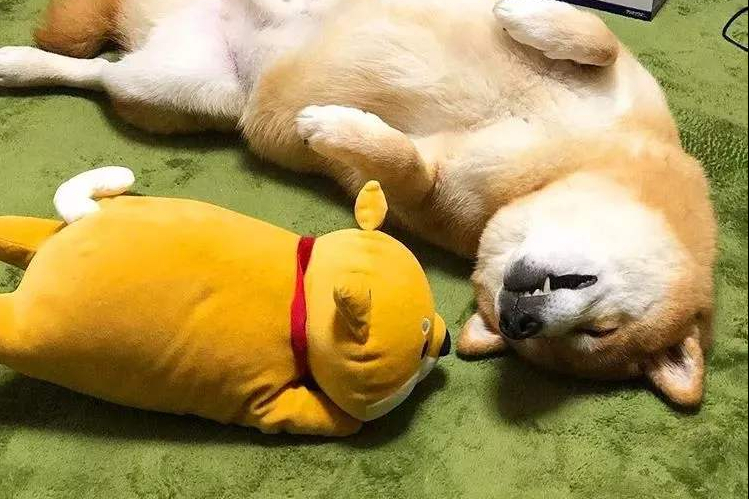 柴犬美毛吃什么狗粮？