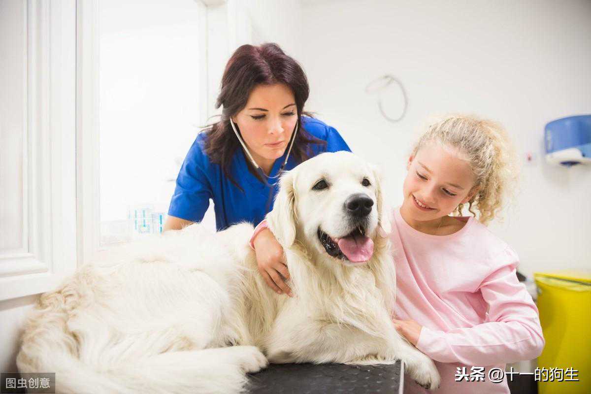 狗也会感冒吗？关于犬呼吸道疾病的症状与治疗，一文告诉你