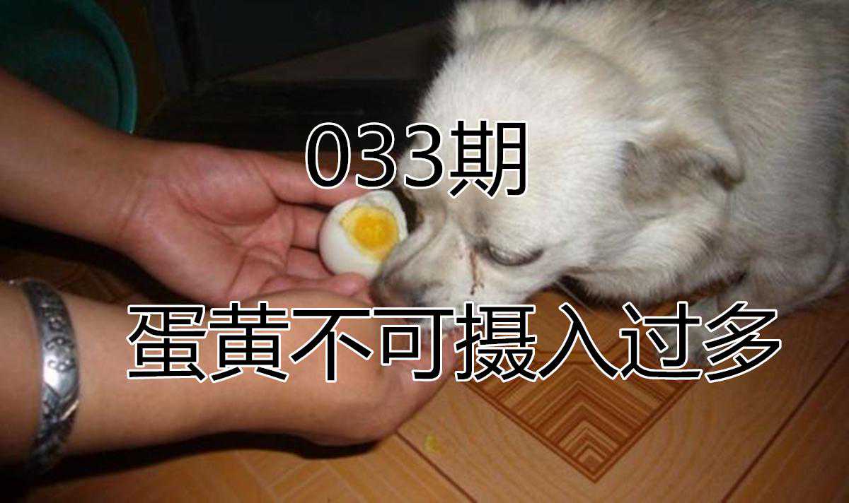 忠犬八公原型，秋田犬虽然忠诚，但这种狗狗并不容易养