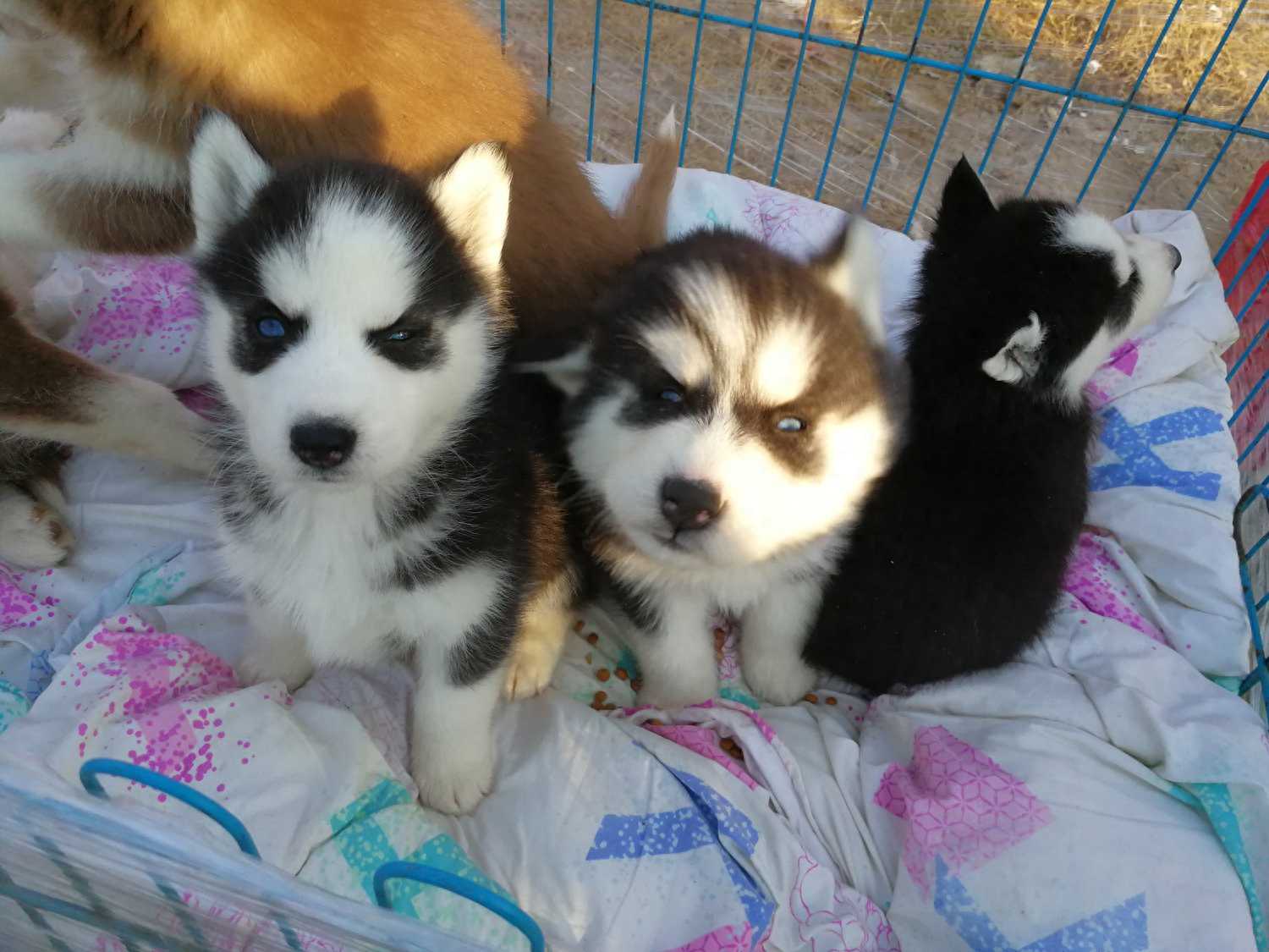 狗市上狼青犬1000元，恶霸犬1500元，有一种狗狗最受欢迎