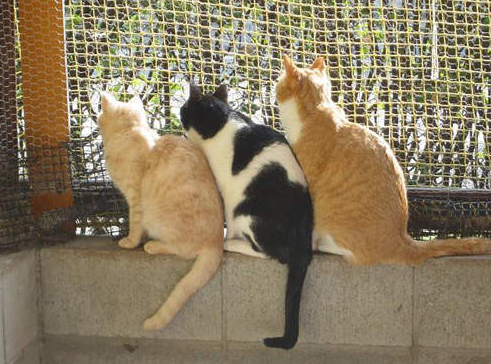 “我家猫尾巴长得跟猪一样，但兽医却说这是万里挑一的麒麟猫！”