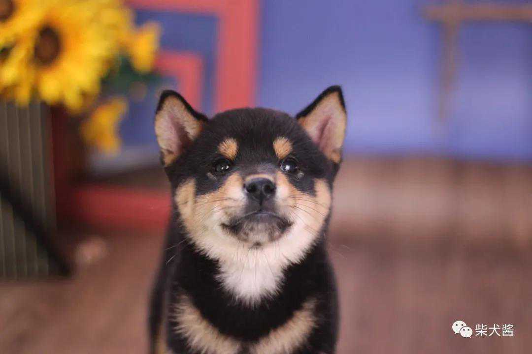 上海柴犬价格为什么这么高？普通上班族在哪里买柴犬最划算？
