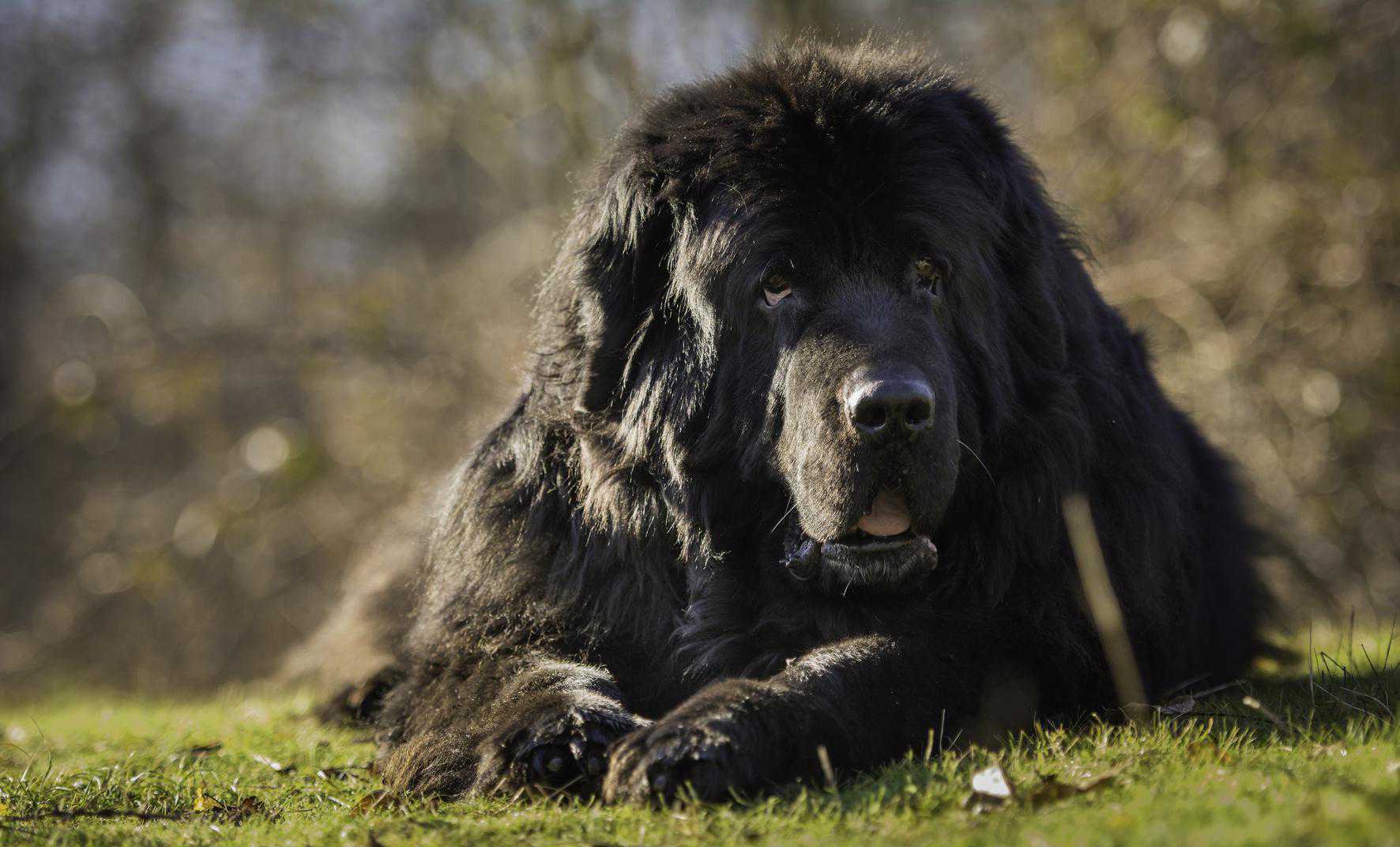 超大型犬当中的憨厚犬种，来自纽芬兰的纽芬兰犬，它们是怎样的狗
