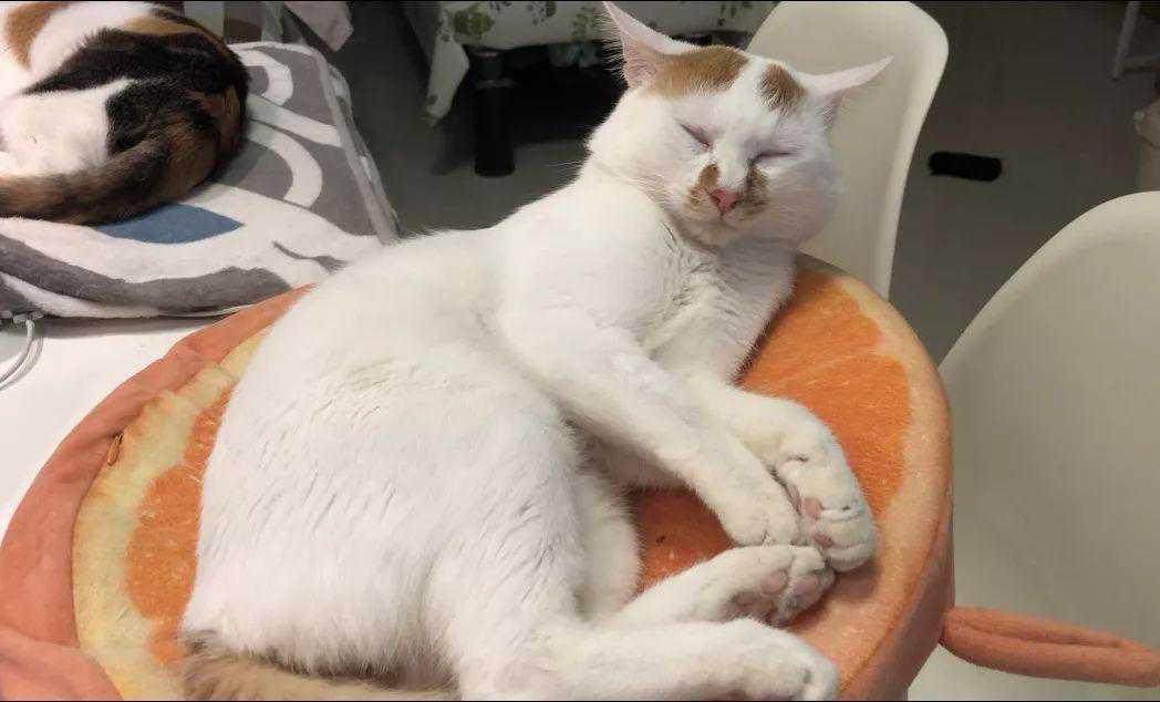 如何判断你家猫是否生病了？猫咪生病的几大迹象你需要了解！
