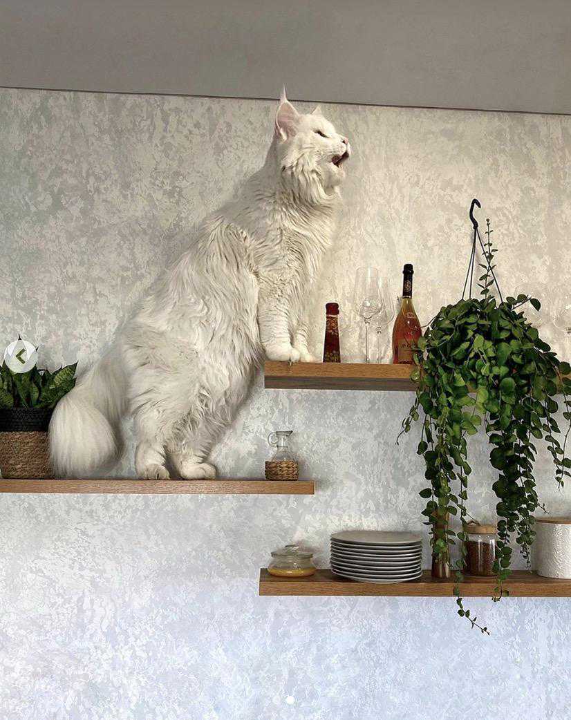 俄罗斯巨型猫猫火了！威猛大喵卖萌会带娃，网友：想找这样的男友