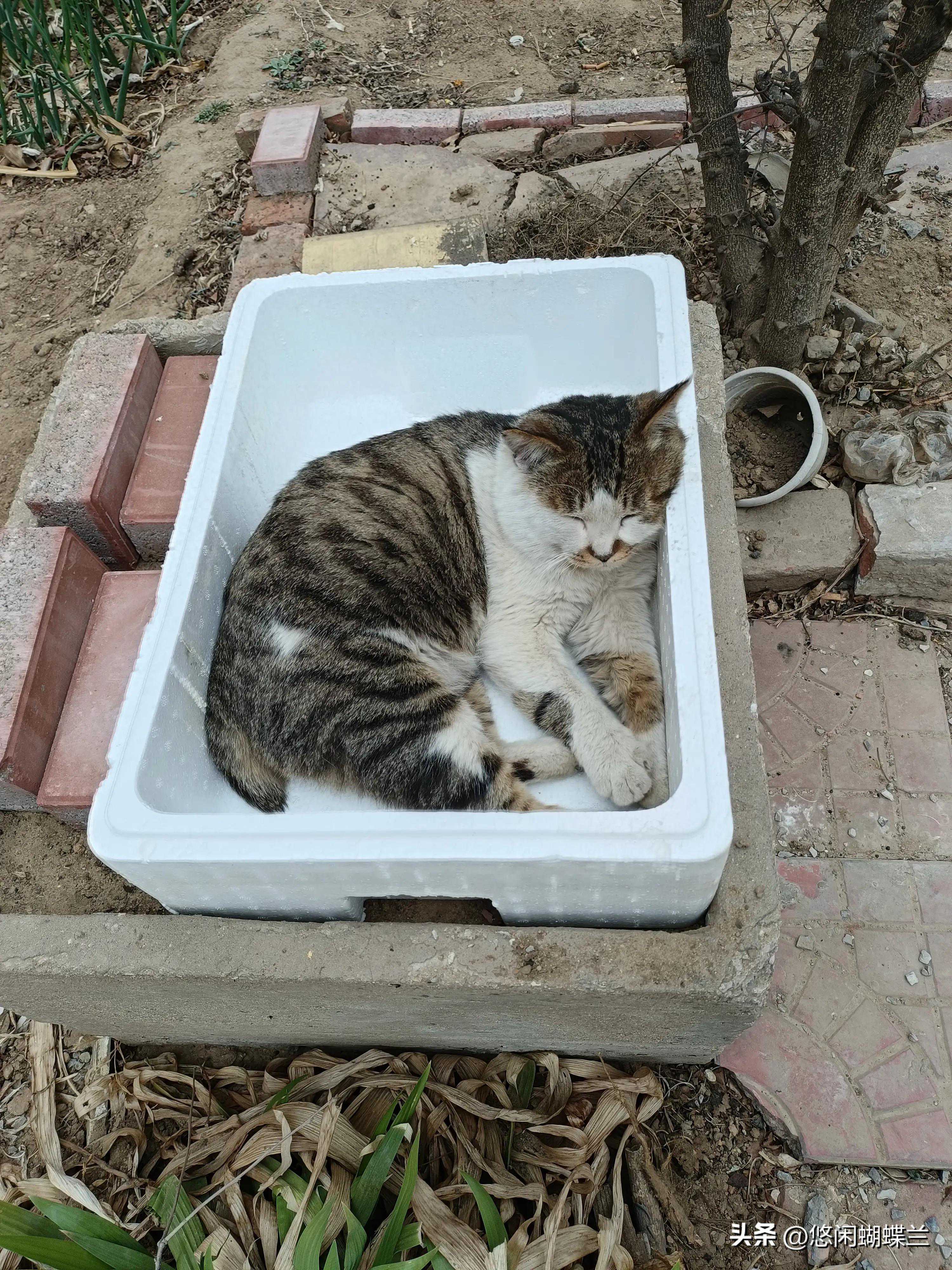 不绝育的猫，结局只有一个，养猫到底要不要绝育
