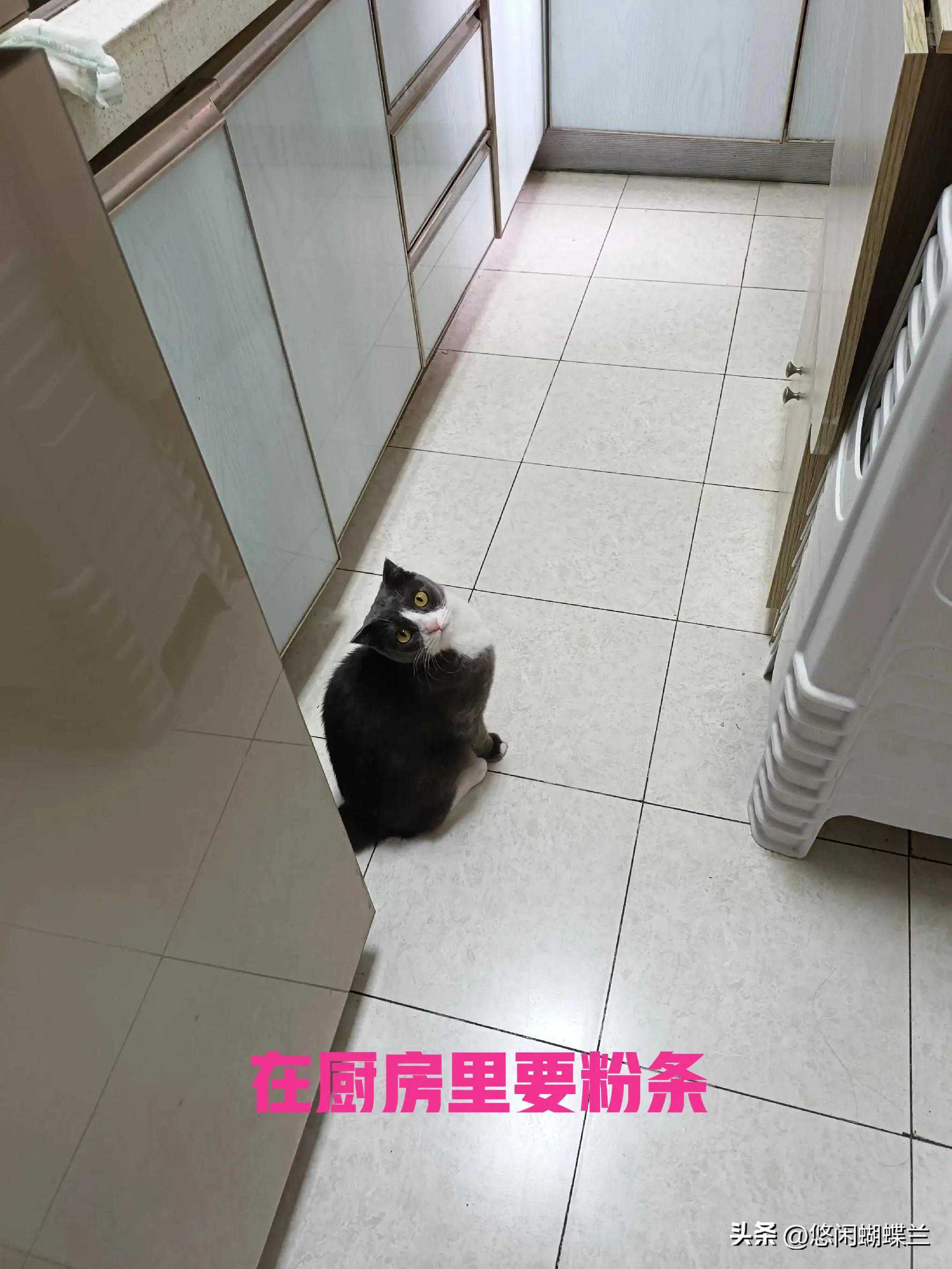 猫咪的玩具太奇葩了，快乐就是这么简单