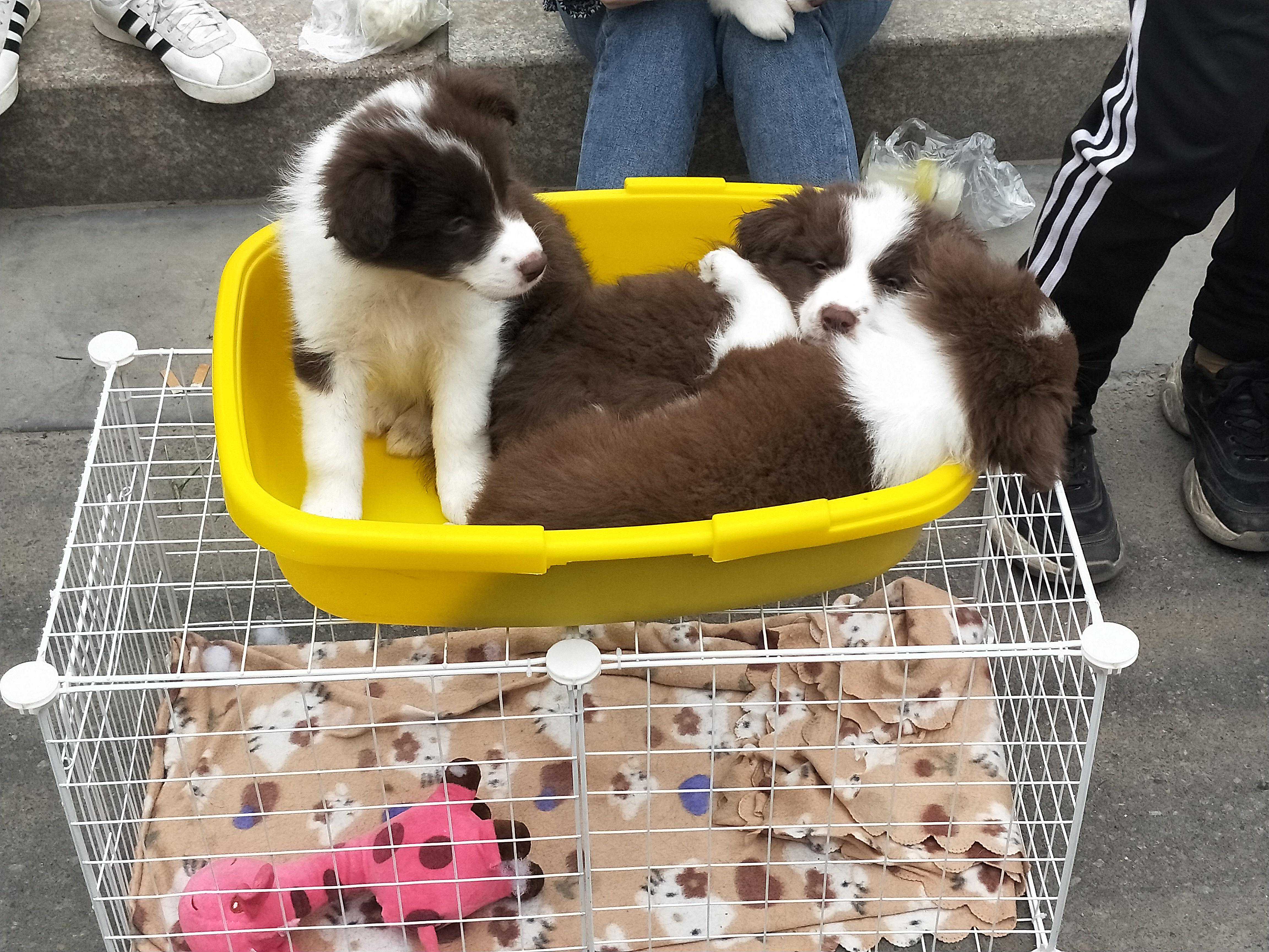 市里最大狗市，品种繁多，又发现好多新品种，你们都认不认识