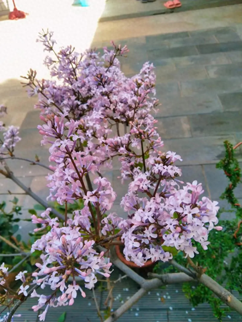丁香花的花语和寓意