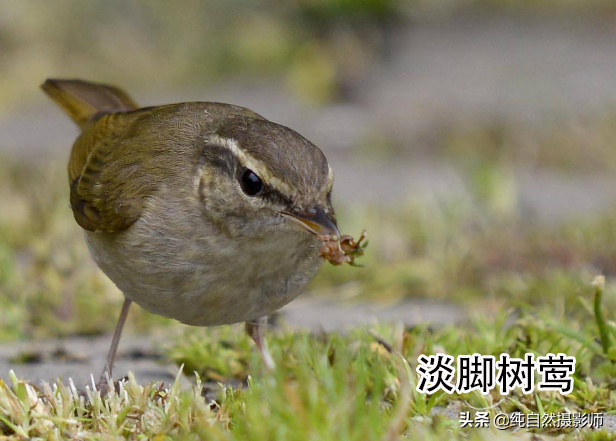 莺科 中国最小鸟类也是叫声最好听鸟类49种您认识几种？